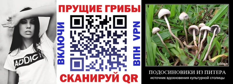 Псилоцибиновые грибы MAGIC MUSHROOMS  darknet телеграм  KRAKEN ТОР  Черноголовка  как найти закладки 